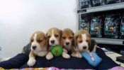 Cachorros Beagles Con Papeles