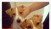 Vendo Hermosos Cachorros Jack Russell Terrier con Papeles Fca
